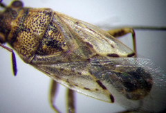 Nysius ericae