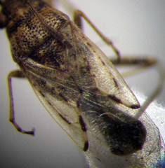 Nysius ericae