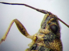 Nysius ericae