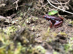 Epipedobates anthonyi