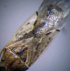 Nysius ericae
