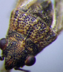 Nysius ericae