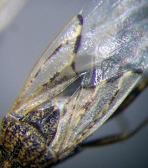 Nysius ericae