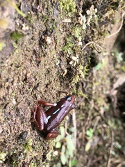 Epipedobates anthonyi