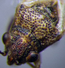 Nysius ericae