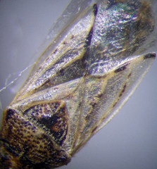 Nysius ericae