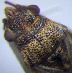 Nysius ericae