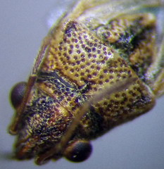 Nysius ericae