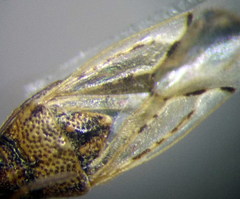 Nysius ericae