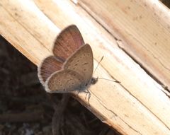 Zizeeria knysna knysna