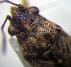 Nysius ericae