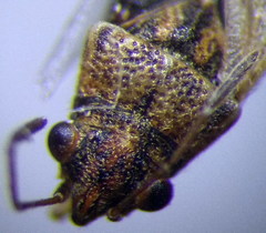 Nysius ericae