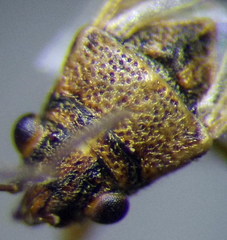 Nysius ericae