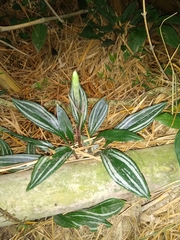 Cyclopogon lindleyanum