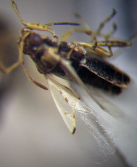 Nysius ericae