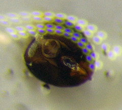 Nysius ericae
