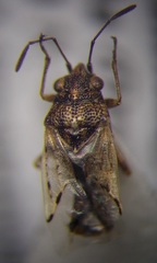 Nysius ericae