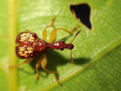 Korotyaevirhinus necopinus orientalis