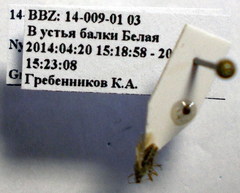 Nysius graminicola