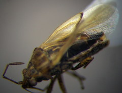 Nysius graminicola