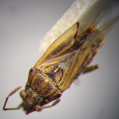 Nysius graminicola