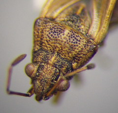 Nysius graminicola