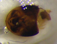 Nysius graminicola