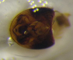 Nysius graminicola