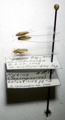 Nysius helveticus