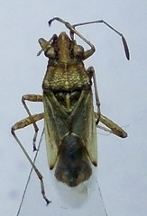 Nysius helveticus