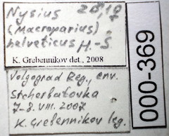 Nysius helveticus