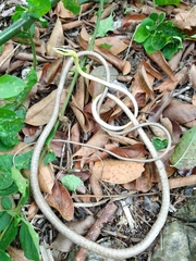 Oxybelis potosiensis