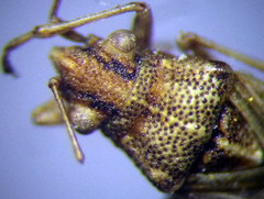 Nysius helveticus