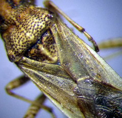 Nysius helveticus