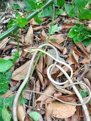 Oxybelis potosiensis