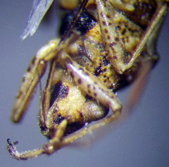 Nysius helveticus