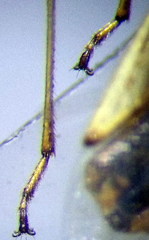 Nysius helveticus