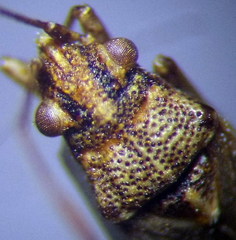 Nysius helveticus