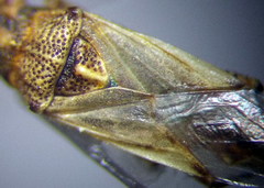 Nysius helveticus