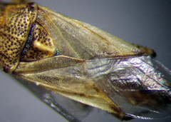 Nysius helveticus