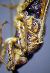 Nysius helveticus