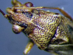Nysius helveticus