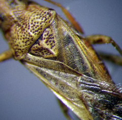 Nysius helveticus