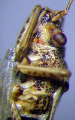 Nysius helveticus