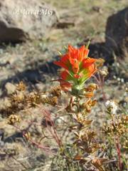 Castilleja glandulosa