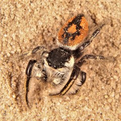 Phidippus insignarius