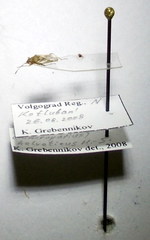 Nysius helveticus