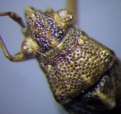 Nysius helveticus