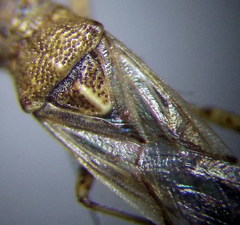 Nysius helveticus