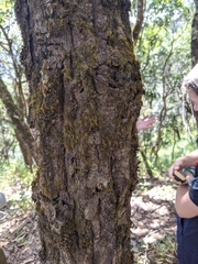 Castanopsis acuminatissima